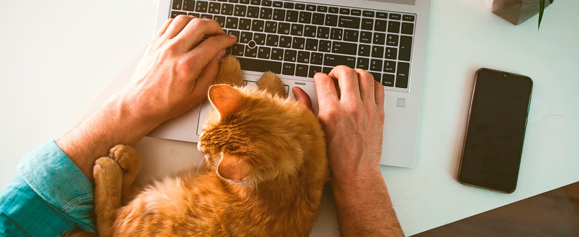 Cat sleeping on keyboard